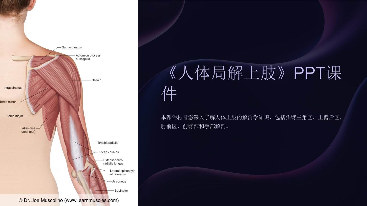 《人体局解上肢》课件