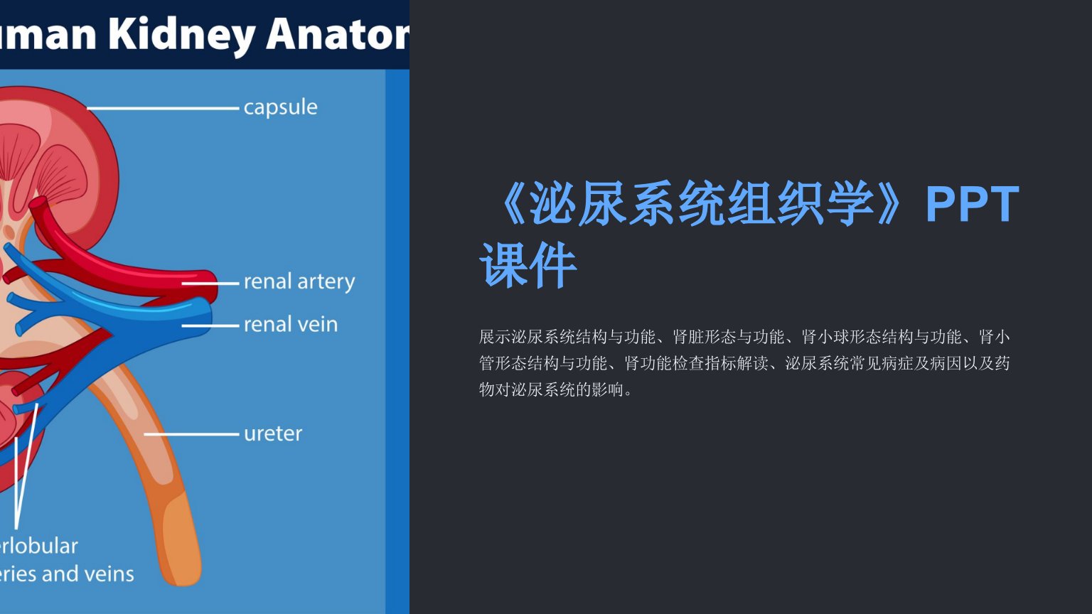 《泌尿系统组织学》课件