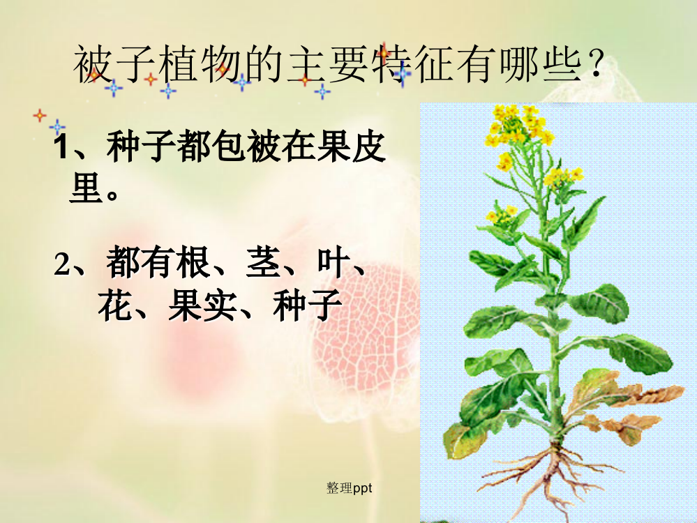 没有种子的植物