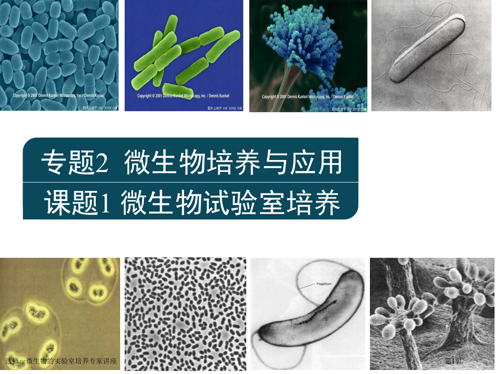 选修一微生物的实验室培养专家讲座