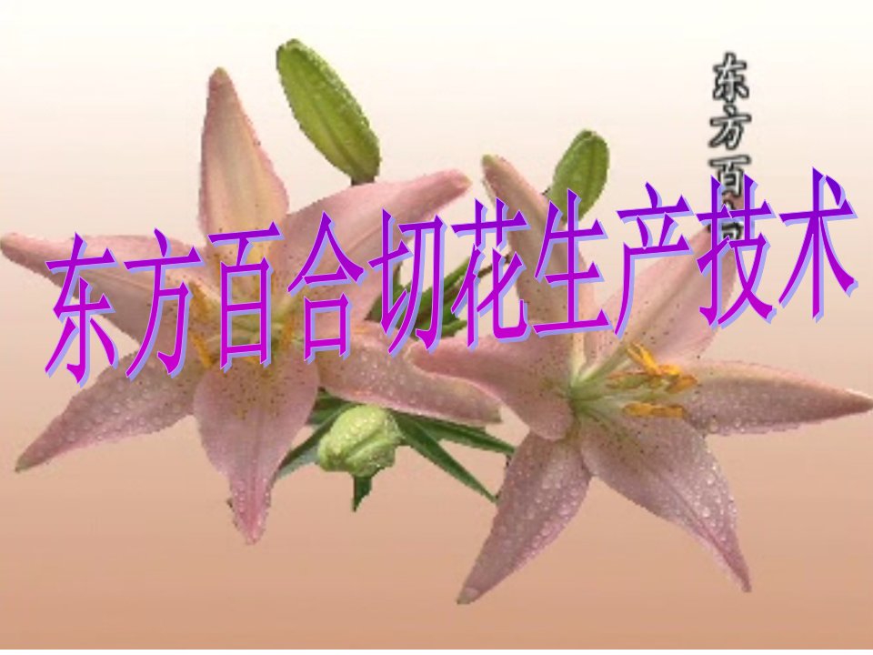 东方百合切花生产技术(上传)