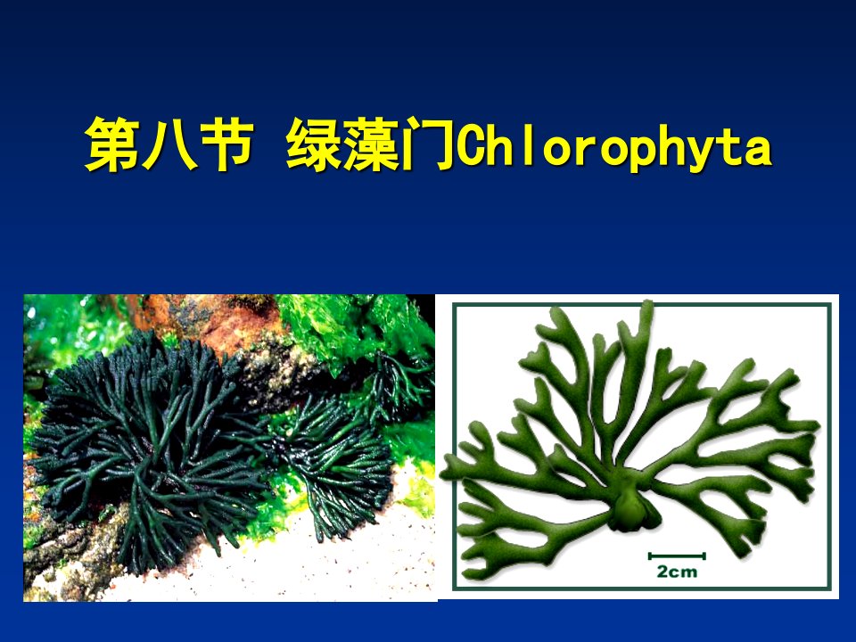 绿藻门Chlorophyta