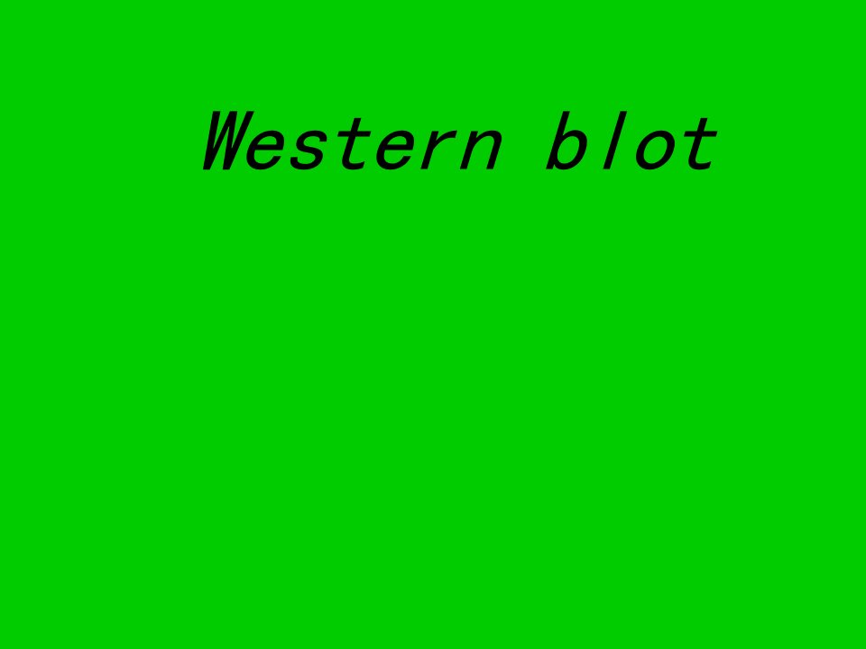 Westernblot,帮你理解