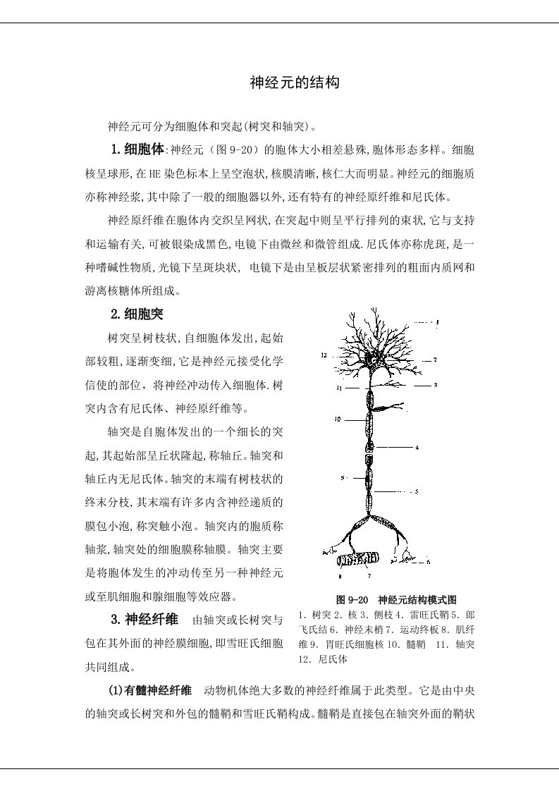 神经元的结构