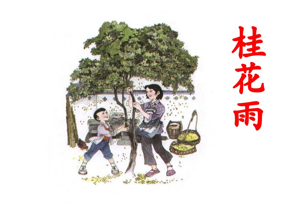 《桂花雨》课件