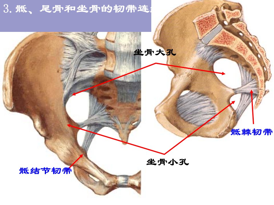 3骶尾骨和坐骨的韧带连结