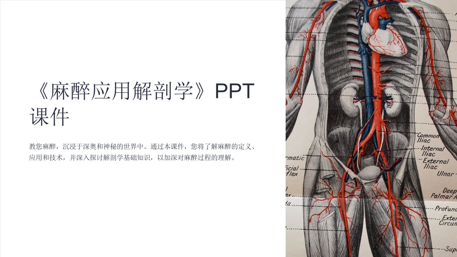 《麻醉应用解剖学》课件