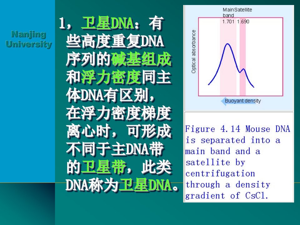 分子生物学课件34讲