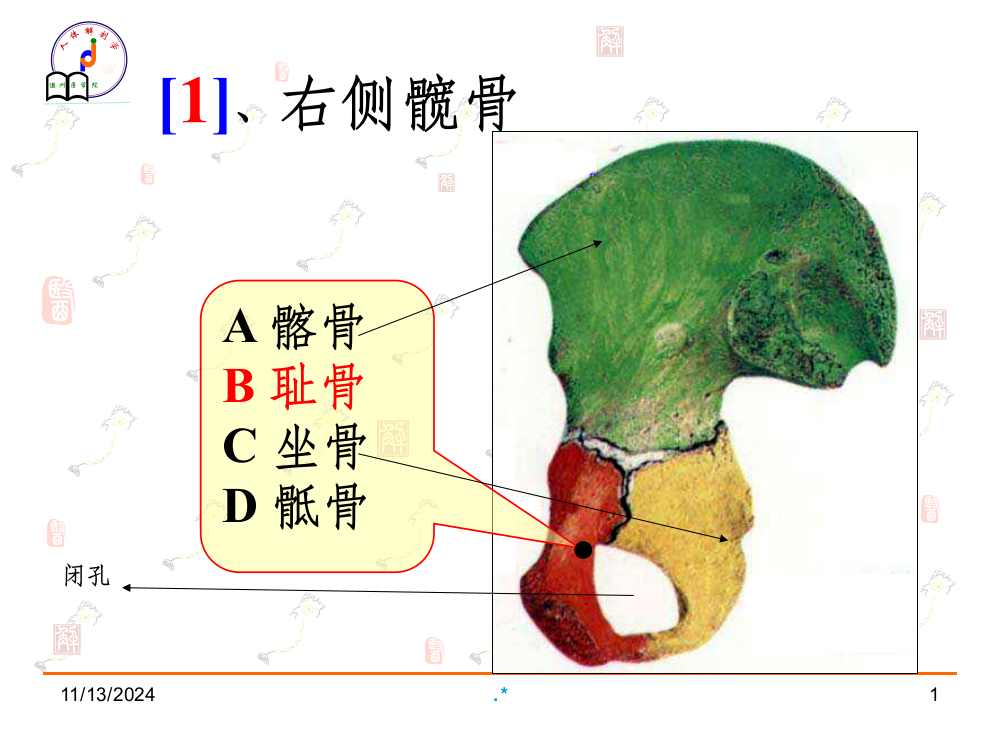 系统解剖学实验复习题库