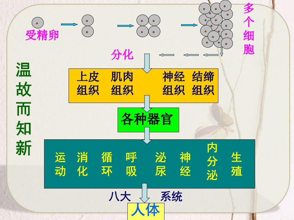 三节植物体的结构层次教学课件