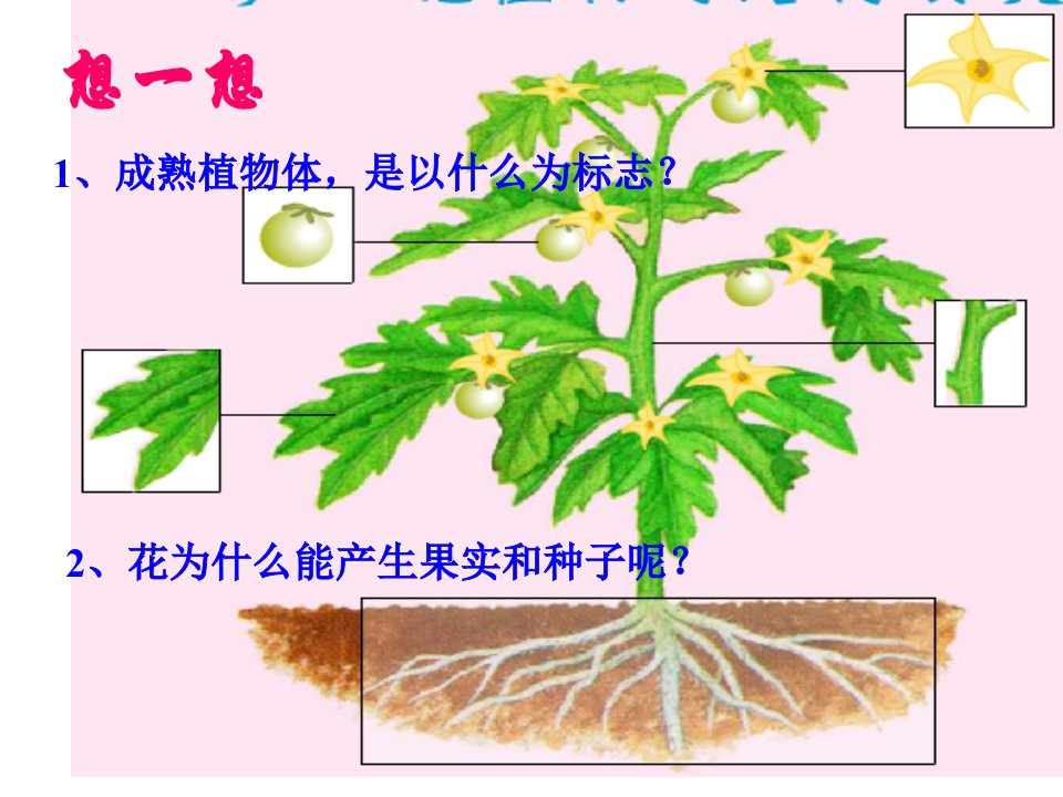 七年级生物花的结构ppt课件