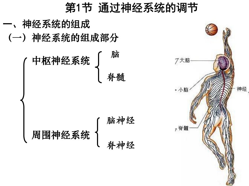 必修三第二章第一节通过神经系统调节