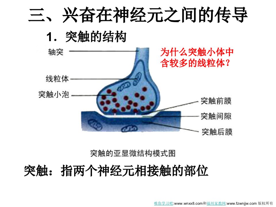 兴奋在神经元之间的传导