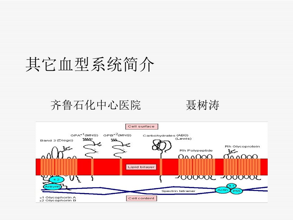 其它血型系统简介