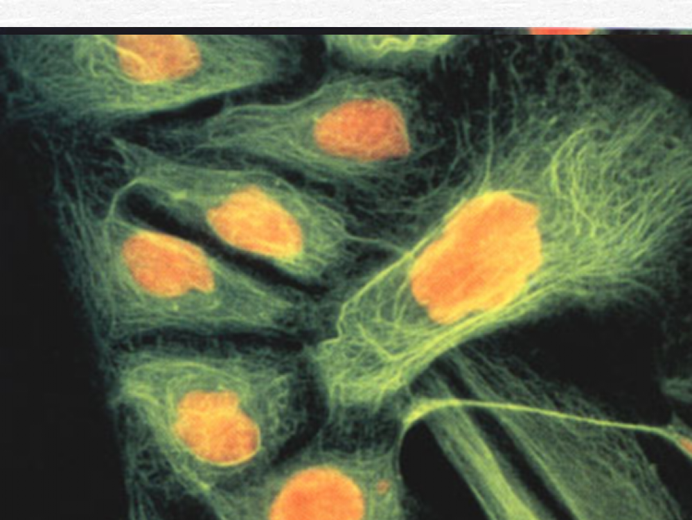 南农细胞生物学8ppt课件