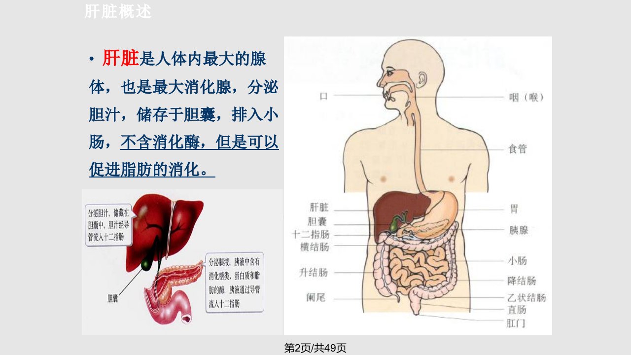 肝脏的基本解