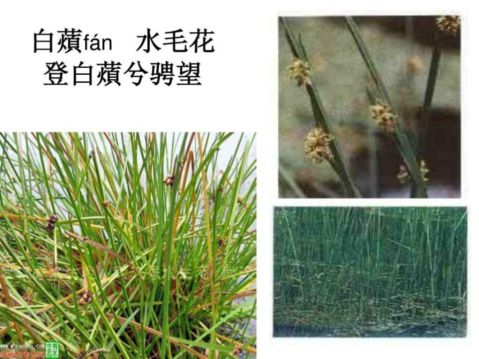 屈原湘夫人植物图谱说明.ppt