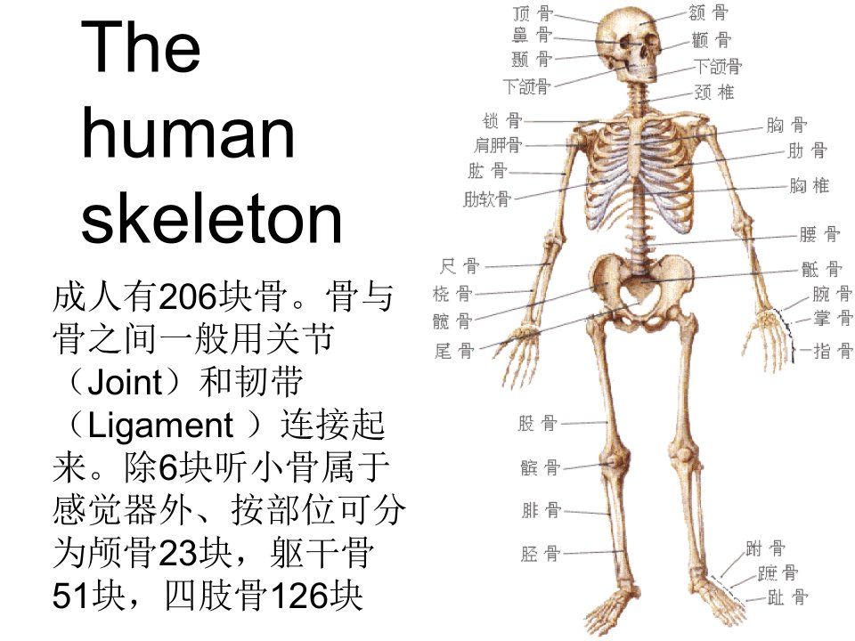 人体骨骼介绍-课件（PPT·精选）