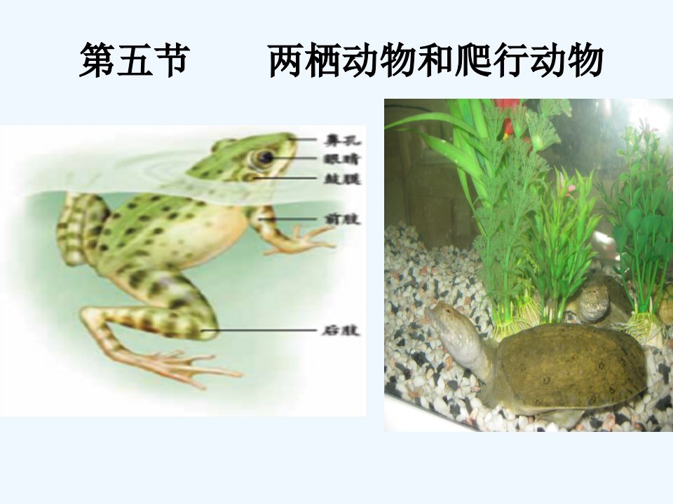 人教初中生物八上《第5单元