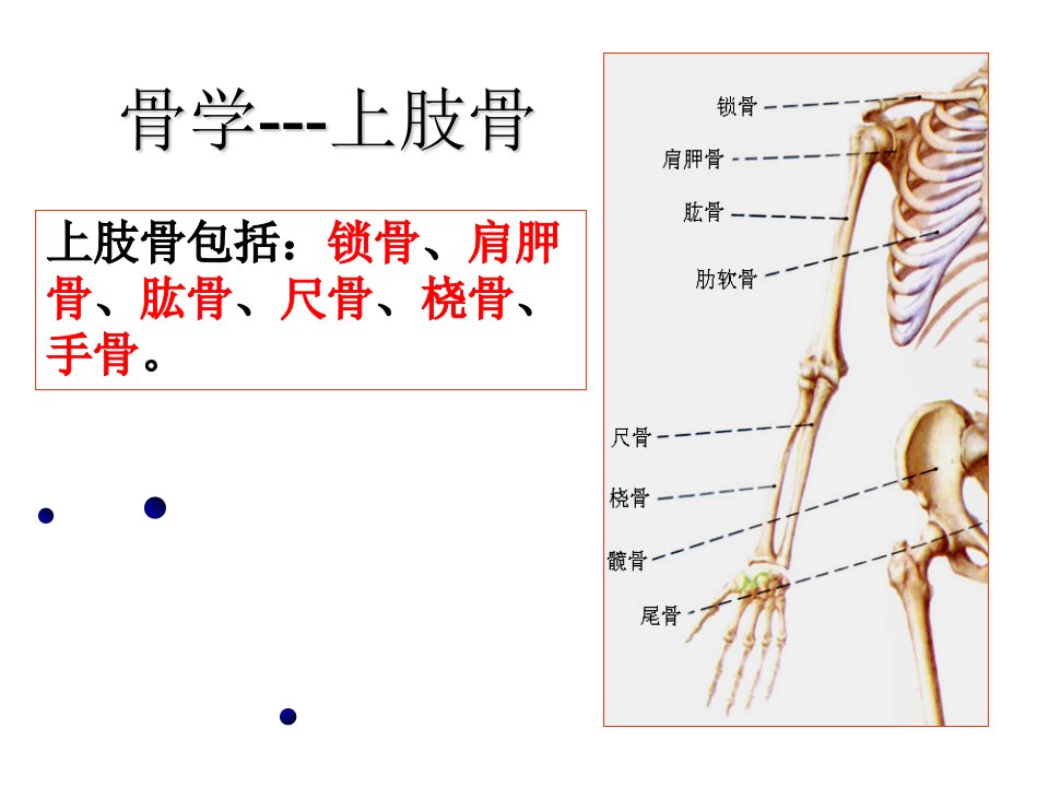 解剖学ppt课件上肢骨