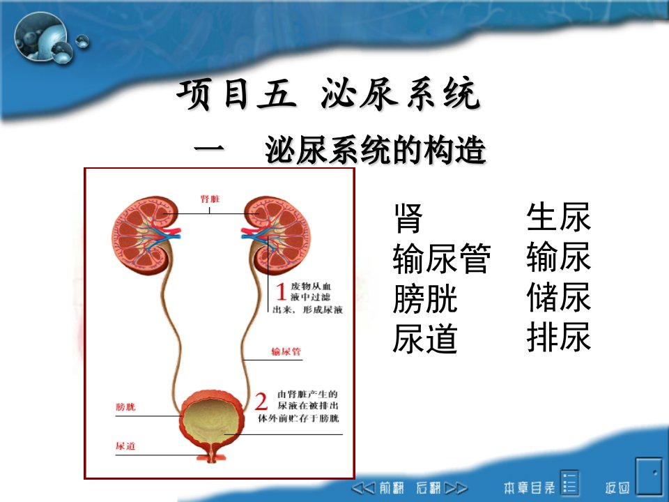 《泌尿系统构造》PPT课件