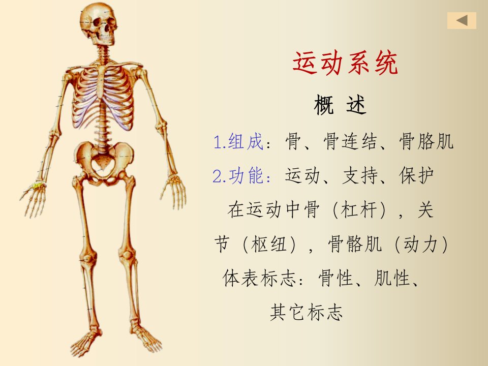 正常人体解剖学第一章运动系统骨学