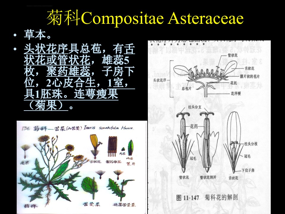 药用植物学课件菊科天南星科百合科兰科ppt