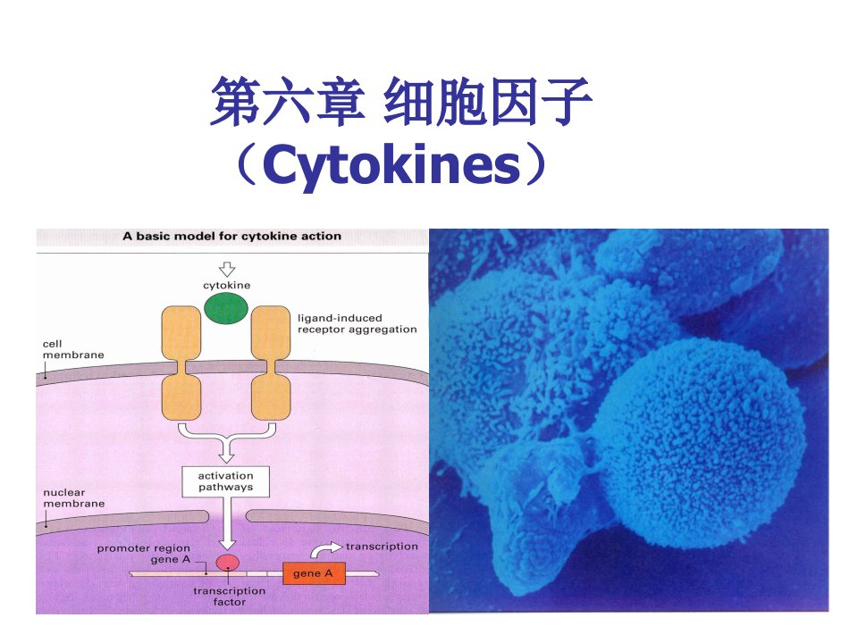 微免细胞因子1h微生物与免疫学