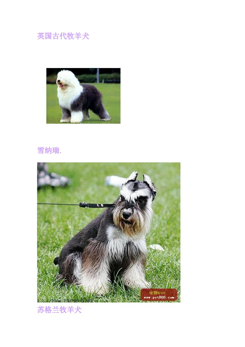 各类名犬识别