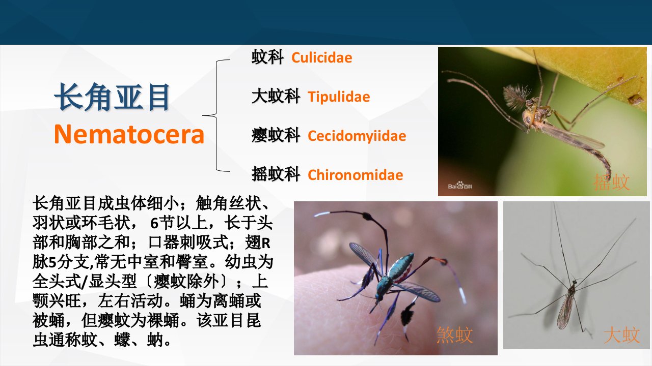 普通昆虫学昆虫分类学双翅目长短角亚目