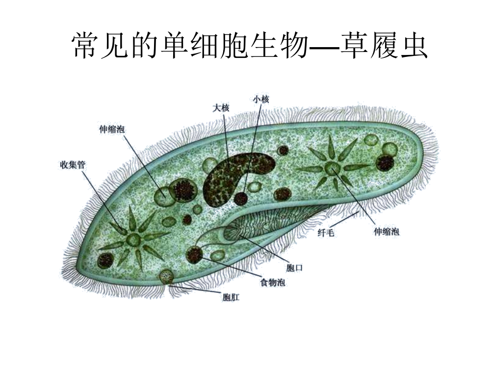 单细胞生物—草履虫