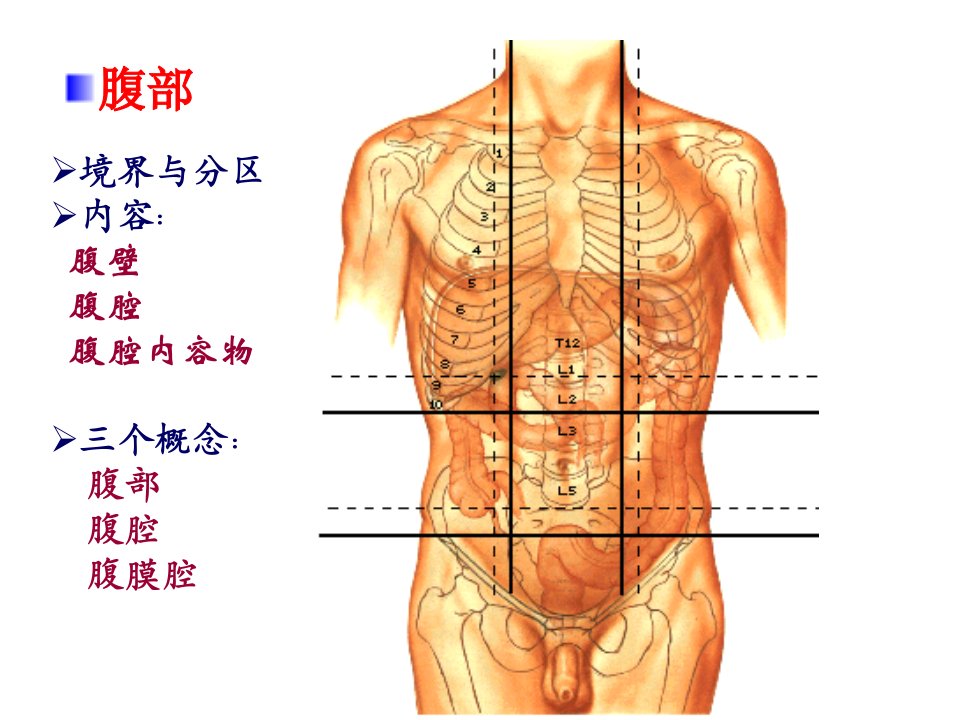 人体形态学课件