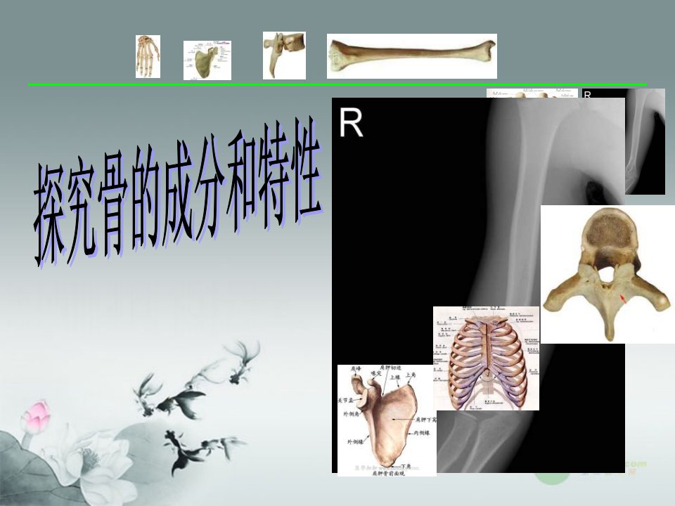 孝感市孝南区肖港初中八年级生物上册《15.2