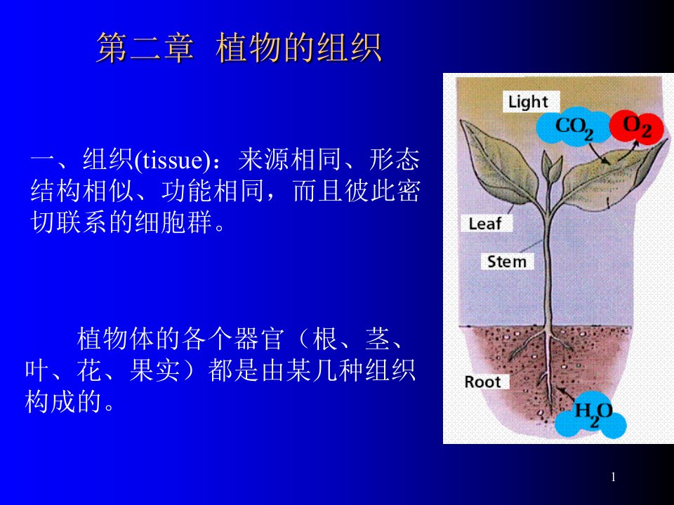 药用植物学：组织ppt演示课件