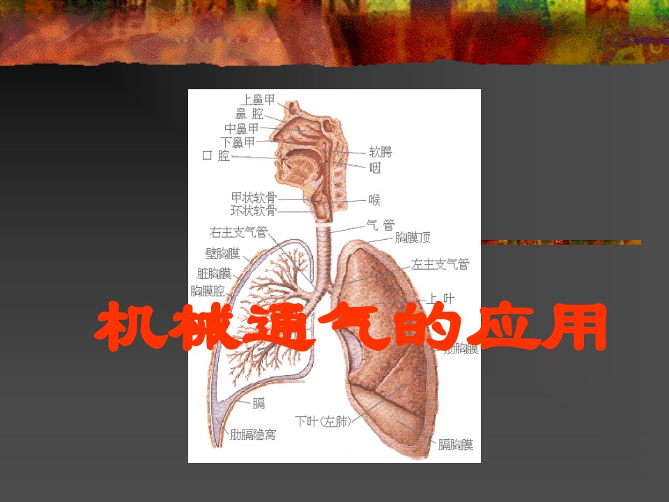 《机械通气的应用》PPT课件