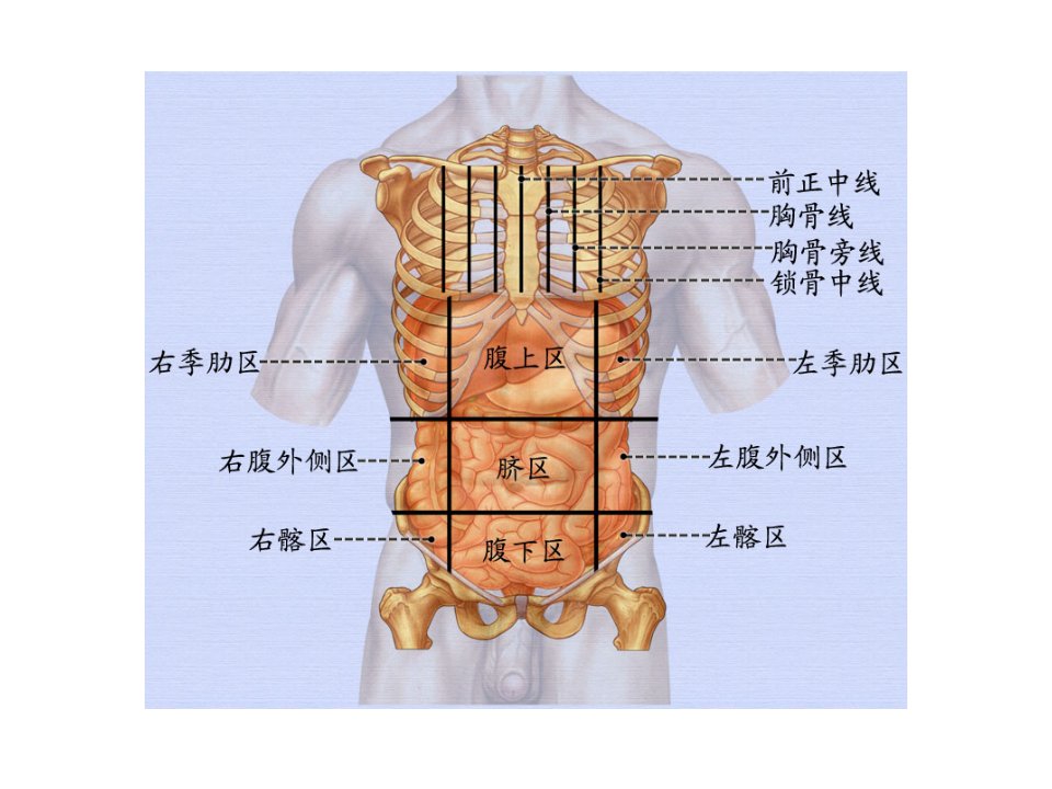 医学解剖技考范围课件