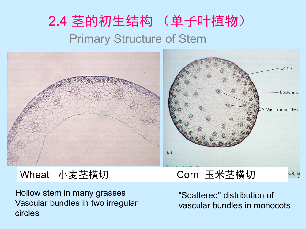 完整版茎的初生结构-单子叶植物