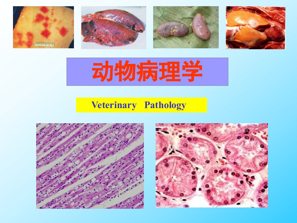 动物病理学绪论-课件（PPT·精·选）