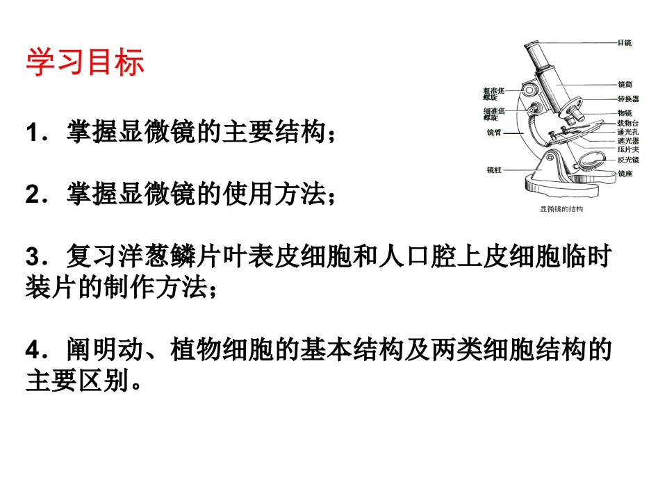 使用显微镜观察细胞幻灯片