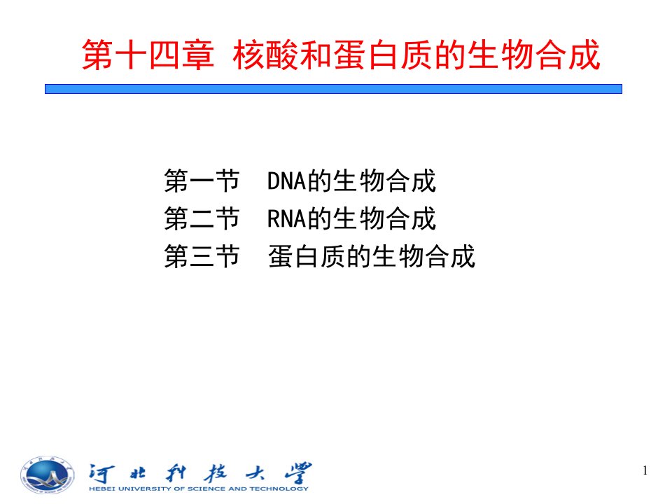 核酸和蛋白质的生物合成课件