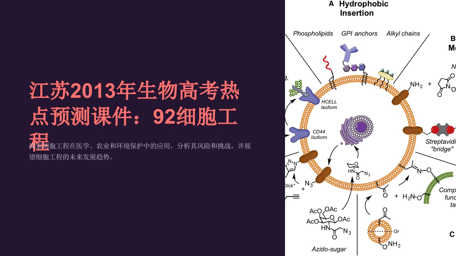 江苏2013年生物高考热点预测课件：92细胞工程