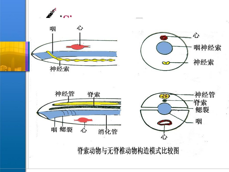 第七版医学生物学chapter18第八章动物界的主要类群第10节