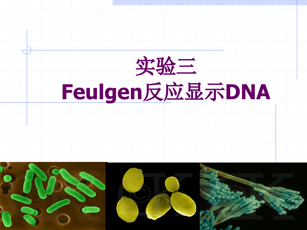 实验三-Feulgen反应显示DNA2009-3