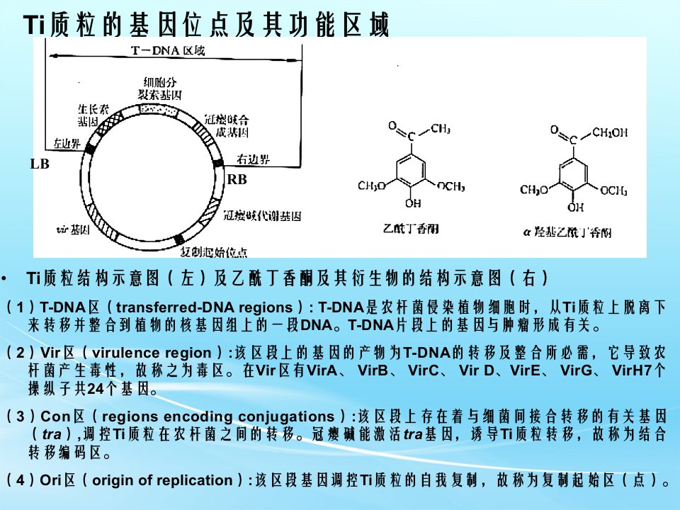 根癌农杆菌Ti质粒课件