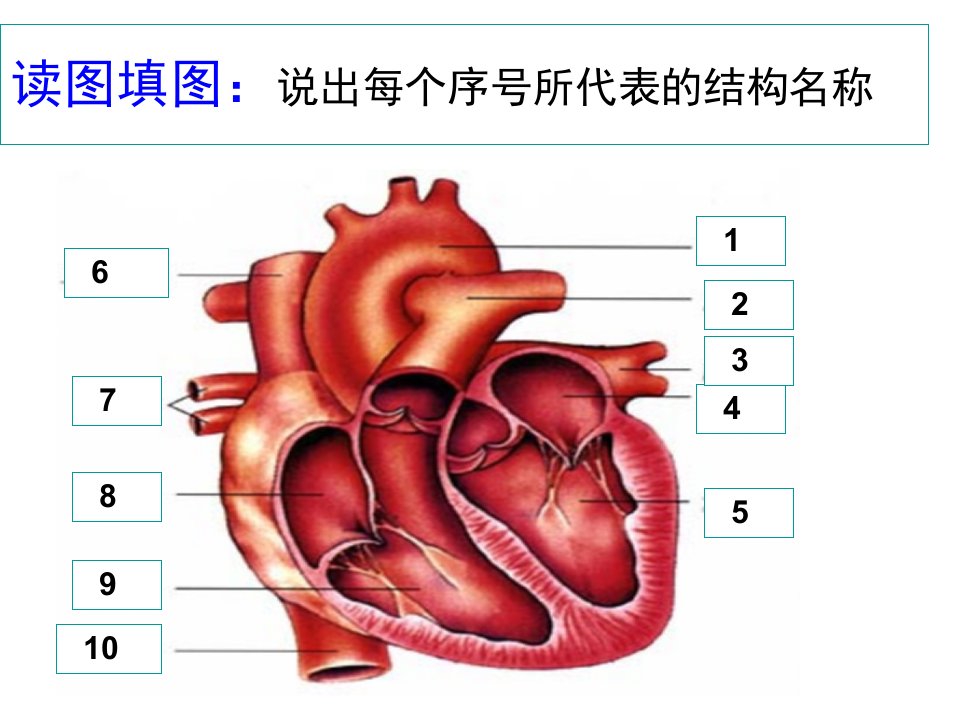 输送血液的泵-心脏第二课时