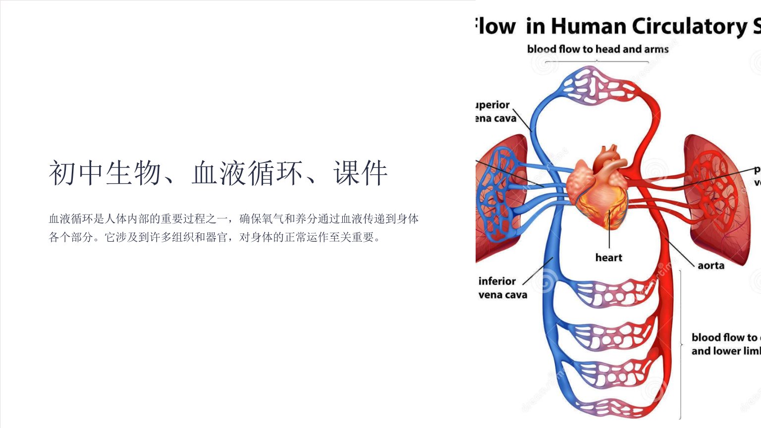 初中生物、血液循环、课件