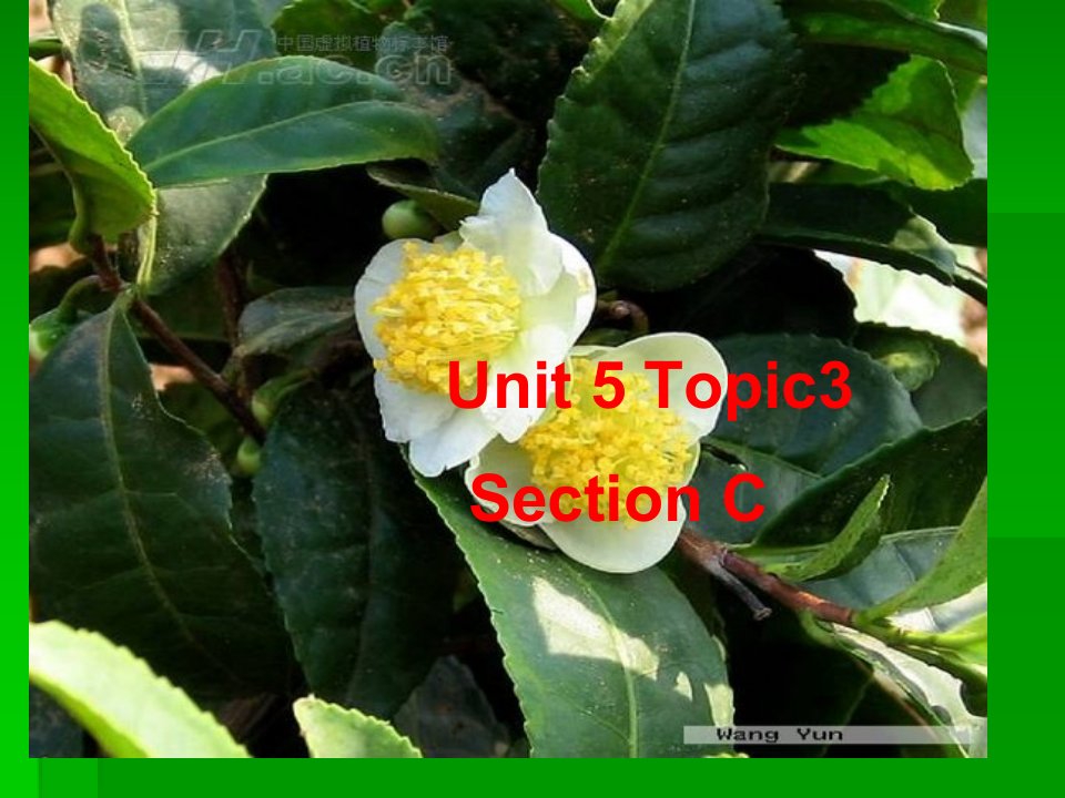 人教版英语九年级Unit5-Topic3-Section