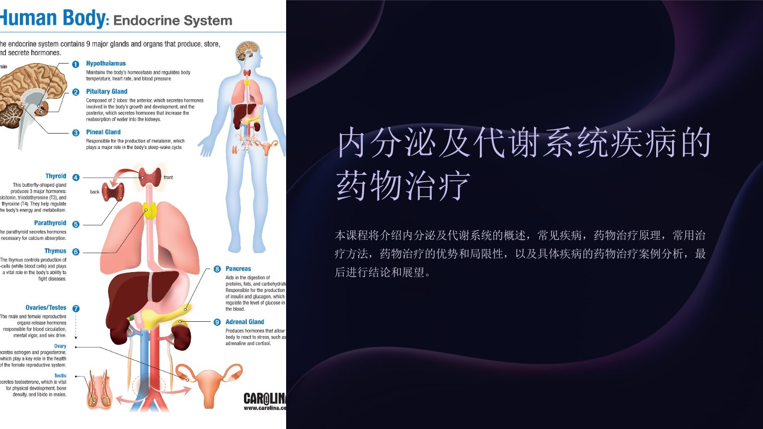 内分泌及代谢系统疾病的药物治疗课件