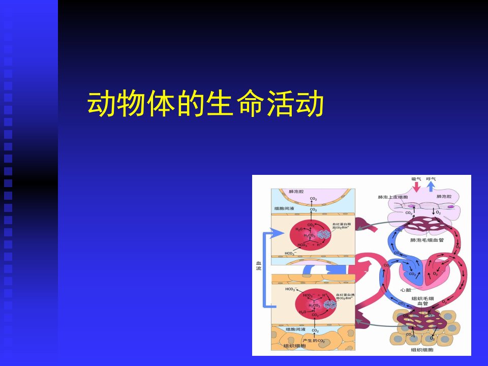 动物学课件-动物体的生命活动