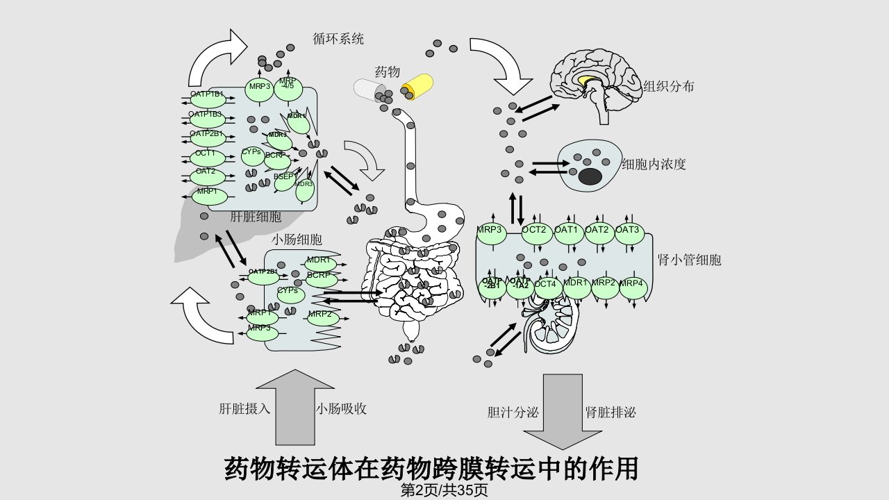 有机阴离子转动体